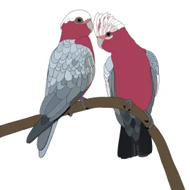 A-Z Australian Animals Galah Art Print